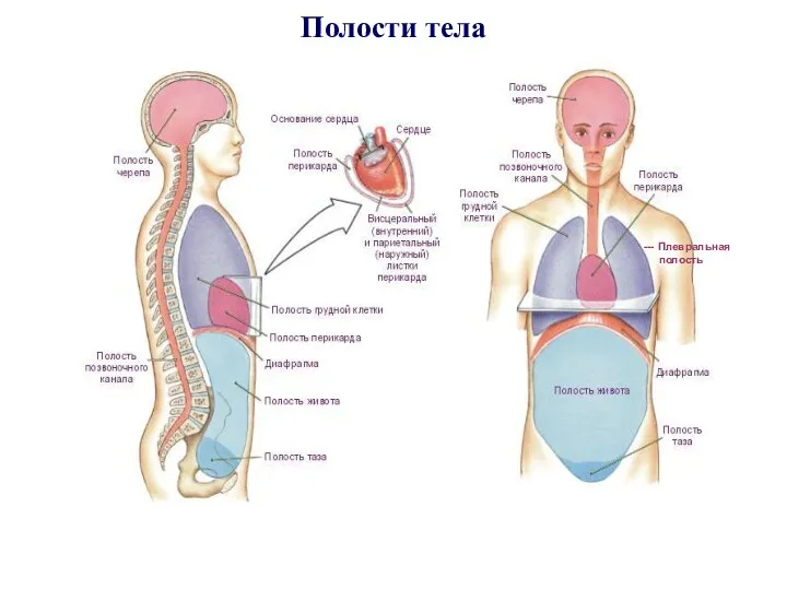 Полости тела --- Плевральная полость