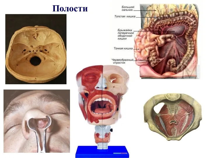 Полости