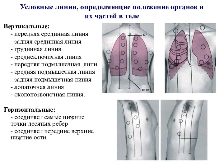 Условные линии, определяющие положение органов и их частей в теле