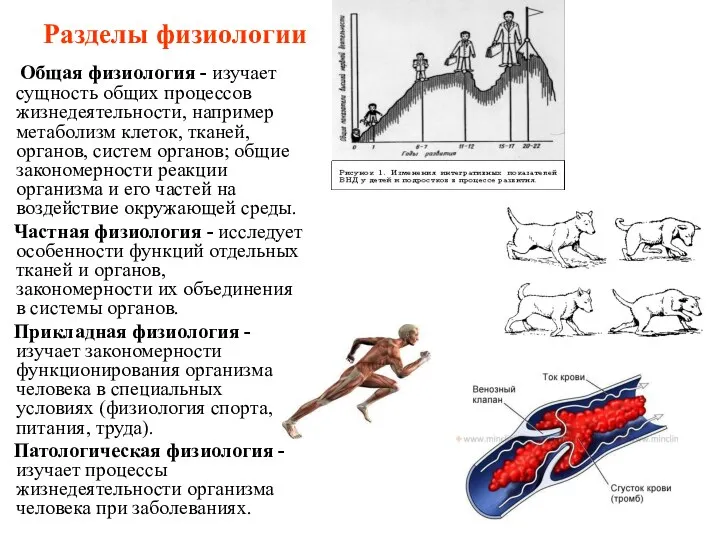 Разделы физиологии Общая физиология - изучает сущность общих процессов жизнедеятельности,