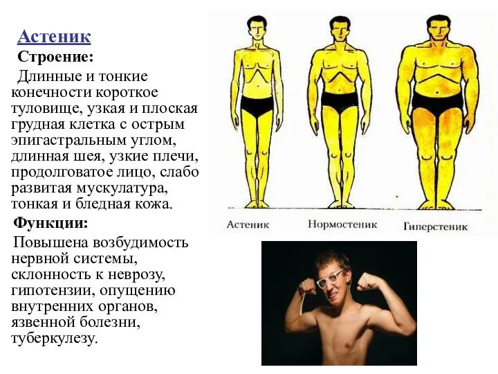 Астеник Строение: Длинные и тонкие конечности короткое туловище, узкая и