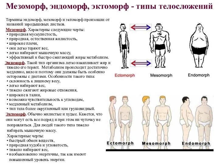 Мезоморф, эндоморф, эктоморф - типы телосложений Термины эндоморф, мезоморф и