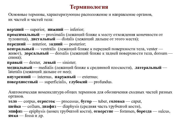 Терминология Основные термины, характеризующие расположение и направление органов, их частей