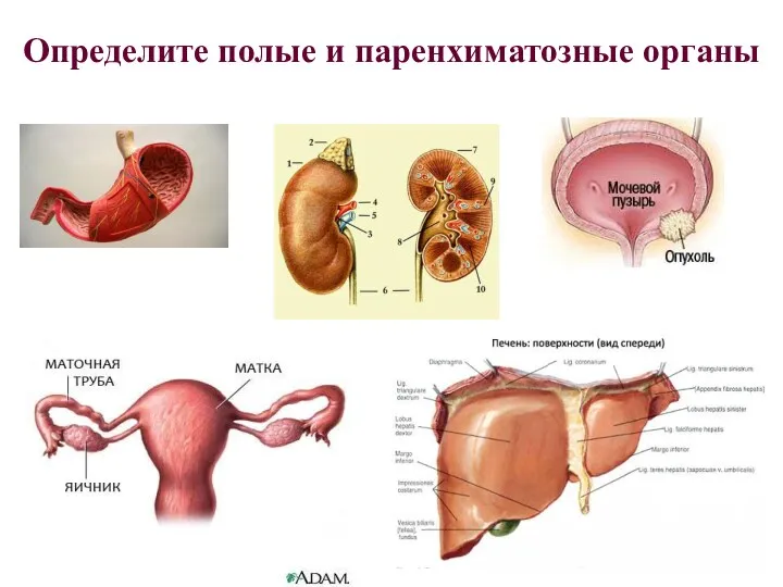 Определите полые и паренхиматозные органы