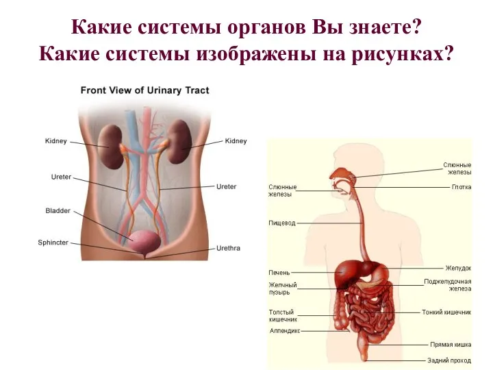 Какие системы органов Вы знаете? Какие системы изображены на рисунках?