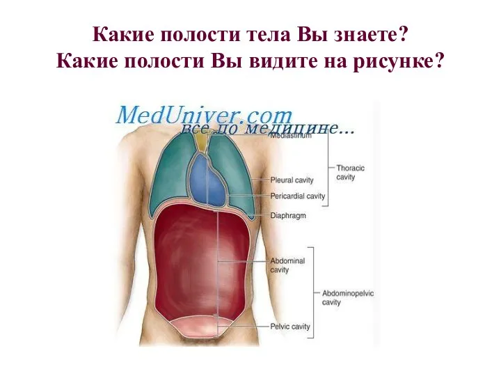 Какие полости тела Вы знаете? Какие полости Вы видите на рисунке?