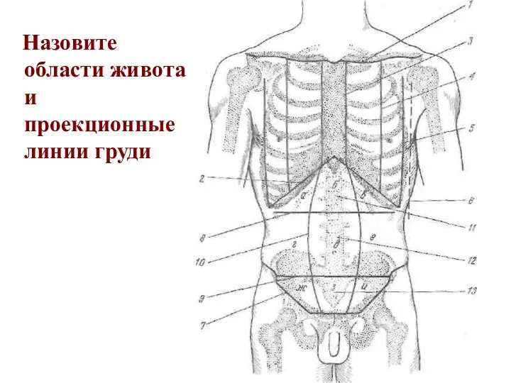 Назовите области живота и проекционные линии груди