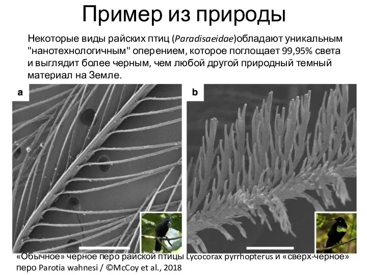 Пример из природы Некоторые виды райских птиц (Paradisaeidae)обладают уникальным "нанотехнологичным"