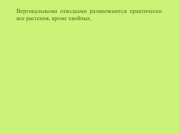 Вертикальными отводками размножаются практически все растения, кроме хвойных.