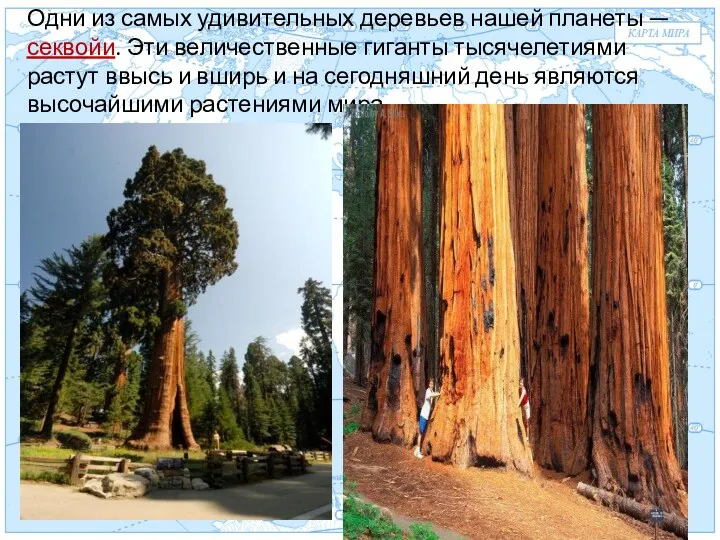 Евразия . Одни из самых удивительных деревьев нашей планеты —