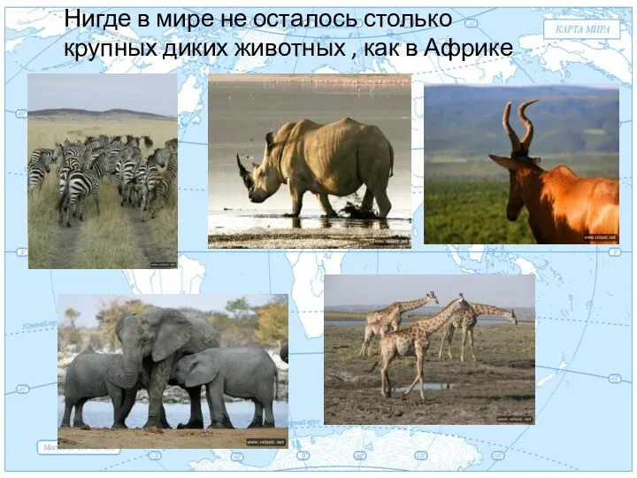Евразия . Нигде в мире не осталось столько крупных диких животных , как в Африке