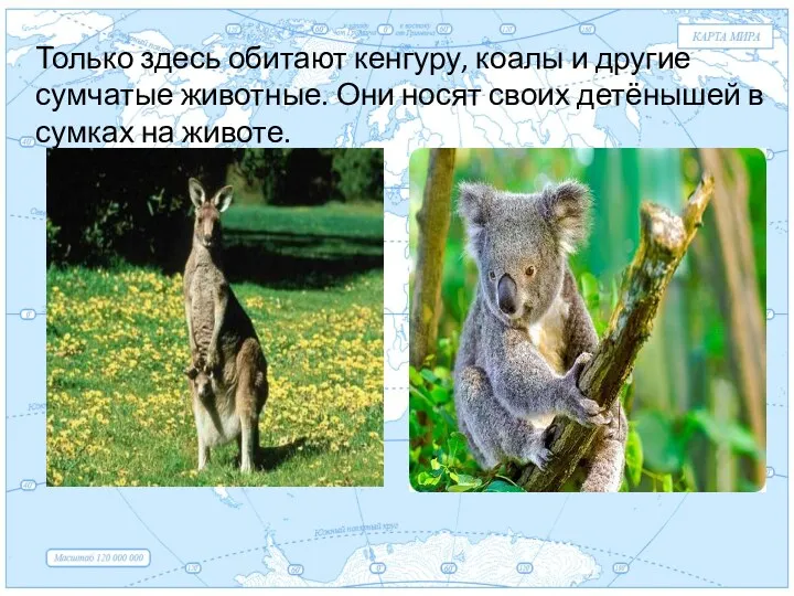 Евразия . Только здесь обитают кенгуру, коалы и другие сумчатые