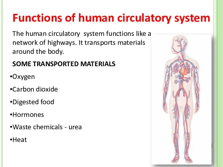 The human circulatory system functions like a network of highways. It transports materials