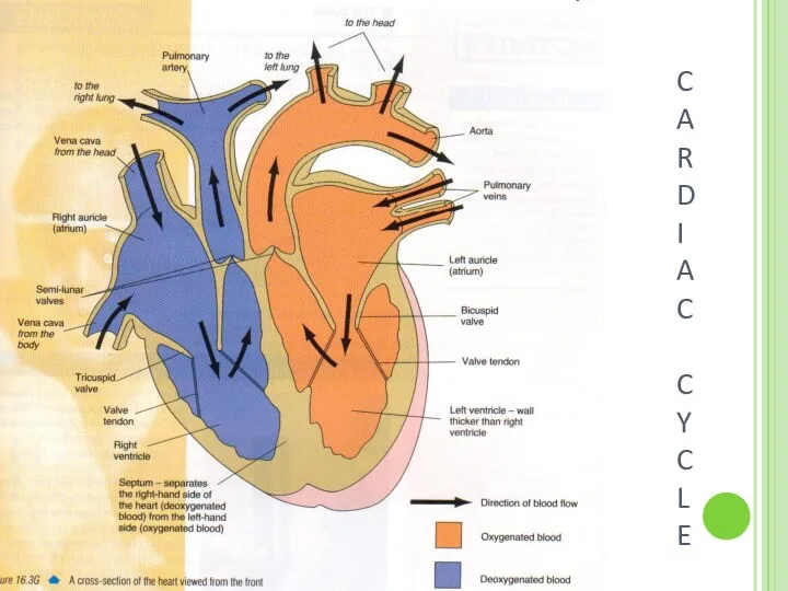C A R D I A C C Y C L E