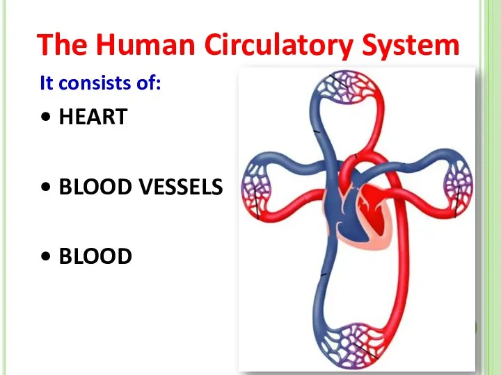The Human Circulatory System It consists of: HEART BLOOD VESSELS BLOOD