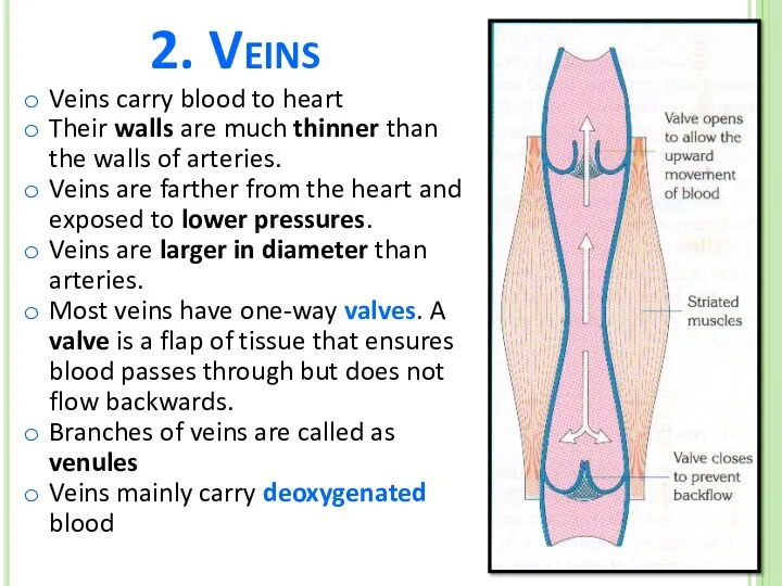 2. Veins Veins carry blood to heart Their walls are