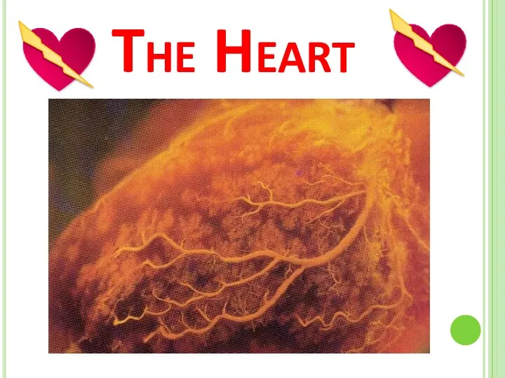 The Heart