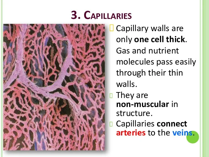 3. Capillaries Capillary walls are only one cell thick. Gas and nutrient molecules