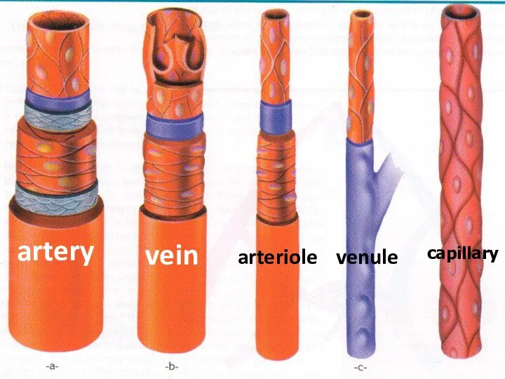 artery vein arteriole venule capillary