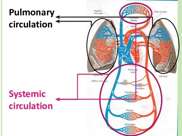 Pulmonary circulation Systemic circulation
