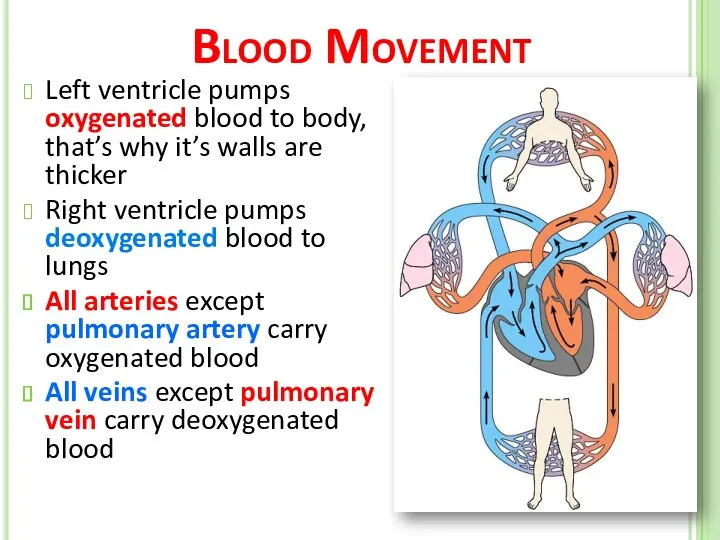 Blood Movement Left ventricle pumps oxygenated blood to body, that’s why it’s walls
