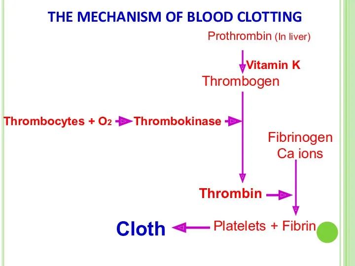 THE MECHANISM OF BLOOD CLOTTING Prothrombin (In liver) Vitamin K Thrombogen Thrombocytes +