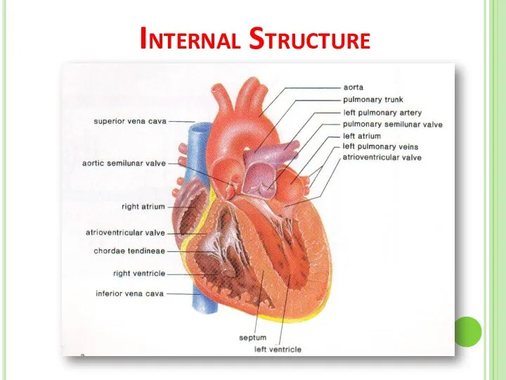Internal Structure