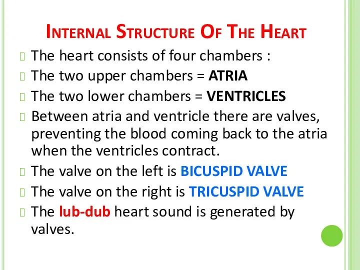 Internal Structure Of The Heart The heart consists of four