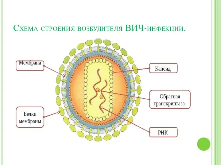 Схема строения возбудителя ВИЧ-инфекции.
