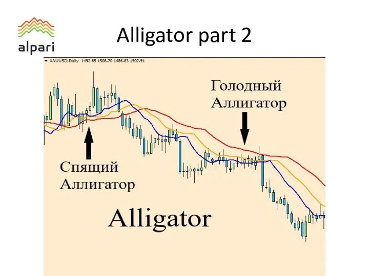 Alligator part 2