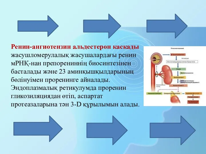 Ренин-ангиотензин альдестерон каскады жасушломерулалық жасушалардағы ренин мРНҚ-нан препорениннің биосинтезінен басталады