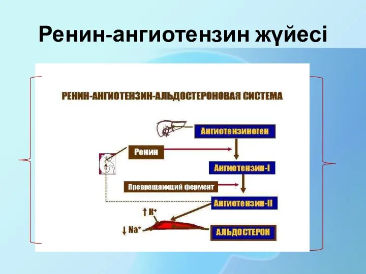 Ренин-ангиотензин жүйесі