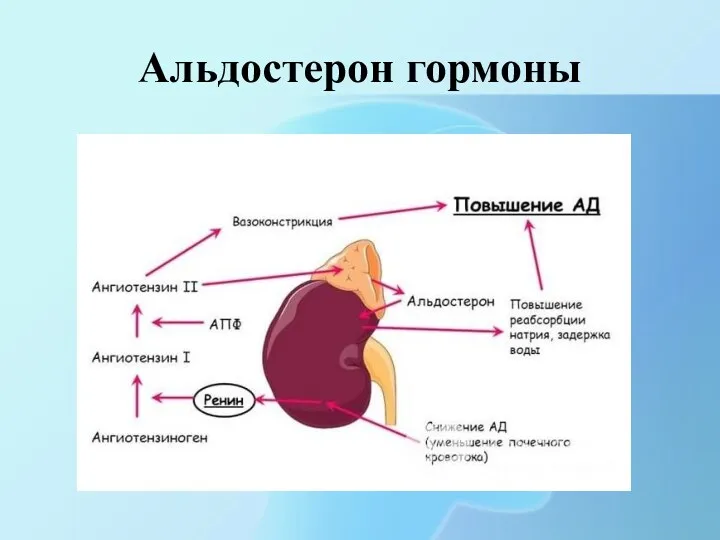 Альдостерон гормоны