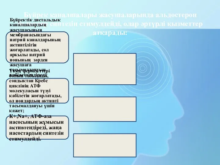 Бүйрек каналшалары жасушаларында альдостерон белоктар синтезін стимулдейді, олар әртүрлі қызметтер