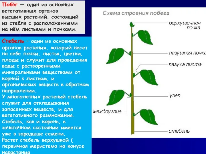 Побе́г — один из основных вегетативных органов высших растений, состоящий