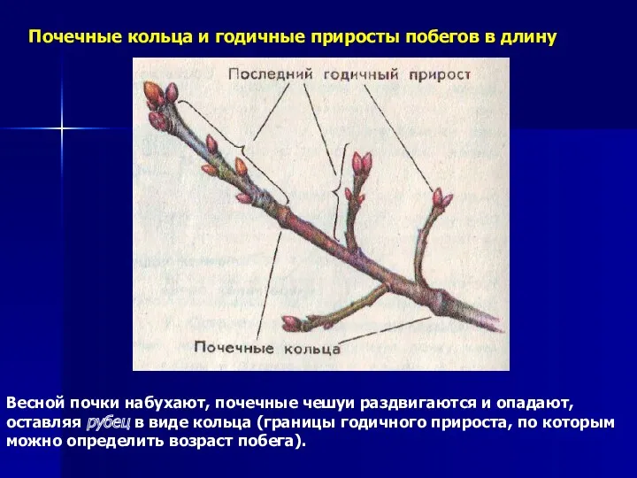 Почечные кольца и годичные приросты побегов в длину Весной почки