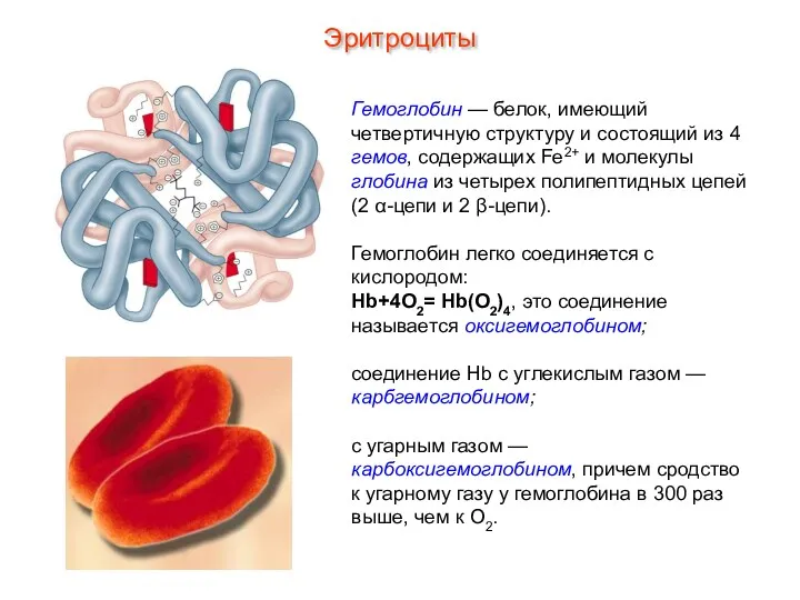 Гемоглобин — белок, имеющий четвертичную структуру и состоящий из 4