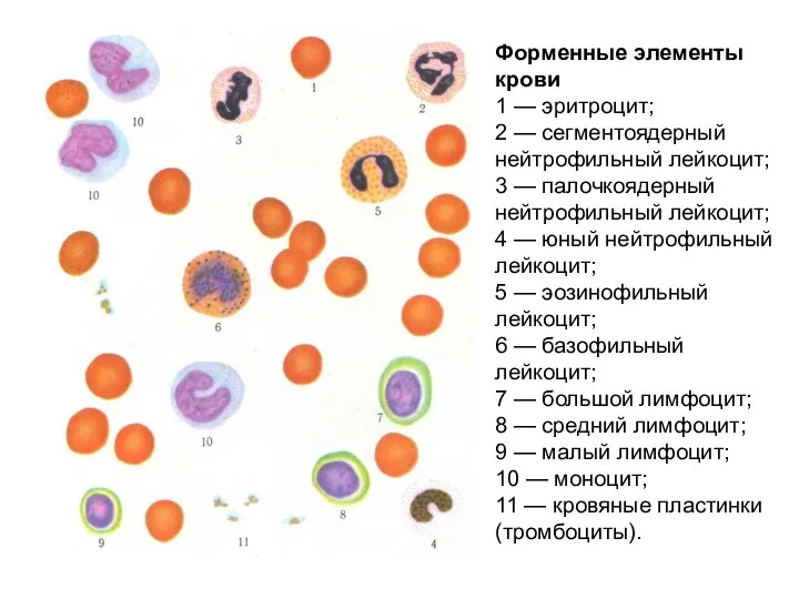 Форменные элементы крови 1 — эритроцит; 2 — сегментоядерный нейтрофильный
