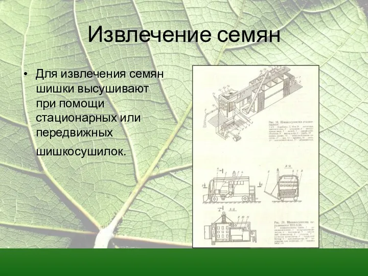 Извлечение семян Для извлечения семян шишки высушивают при помощи стационарных или передвижных шишкосушилок.