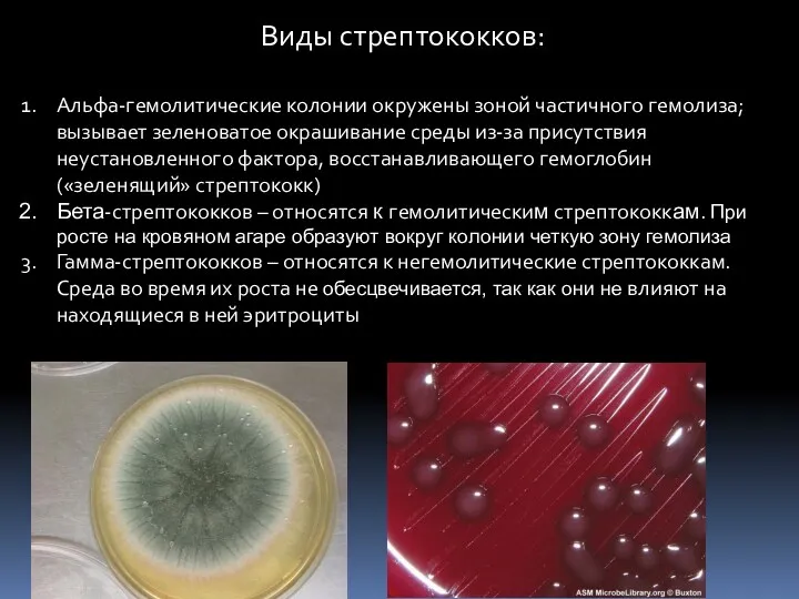 Виды стрептококков: Альфа-гемолитические колонии окружены зоной частичного гемолиза;вызывает зеленоватое окрашивание среды из-за присутствия