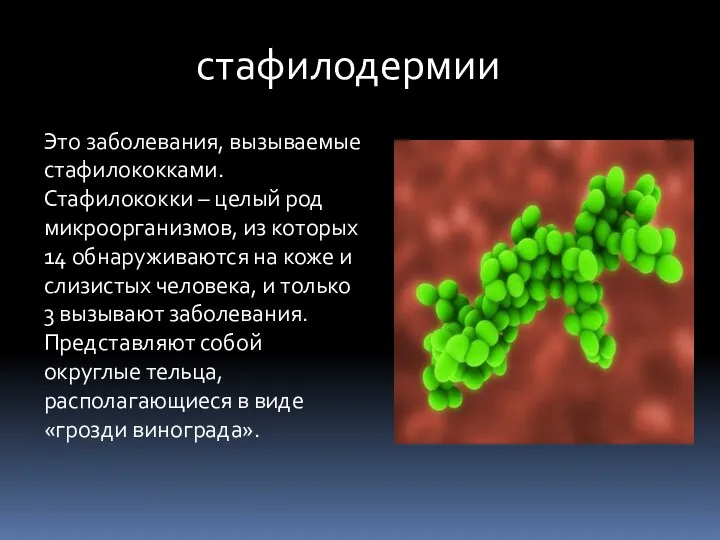 стафилодермии Это заболевания, вызываемые стафилококками. Стафилококки – целый род микроорганизмов, из которых 14