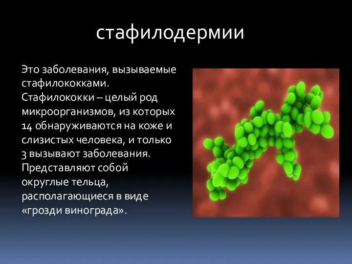 стафилодермии Это заболевания, вызываемые стафилококками. Стафилококки – целый род микроорганизмов,