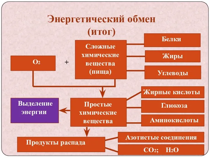 Энергетический обмен (итог) О2 + Сложные химические вещества (пища) Белки