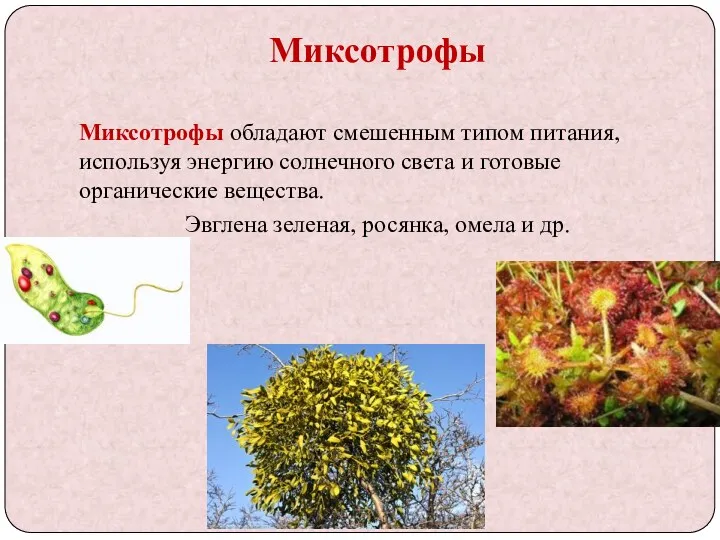 Миксотрофы Миксотрофы обладают смешенным типом питания, используя энергию солнечного света