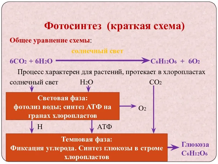 Фотосинтез (краткая схема) Общее уравнение схемы: солнечный свет 6СО2 +