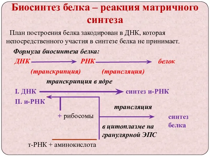 Биосинтез белка – реакция матричного синтеза План построения белка закодирован