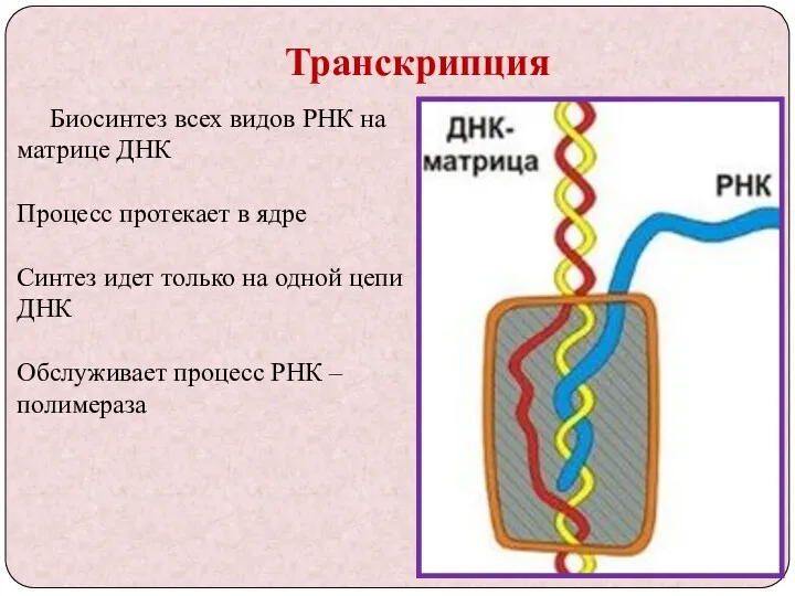 Транскрипция Биосинтез всех видов РНК на матрице ДНК Процесс протекает