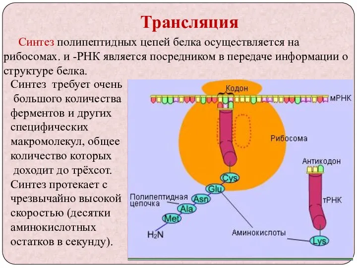 Трансляция Синтез полипептидных цепей белка осуществляется на рибосомах. и -РНК