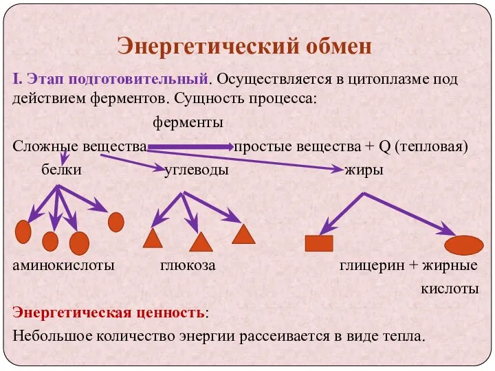 Энергетический обмен I. Этап подготовительный. Осуществляется в цитоплазме под действием