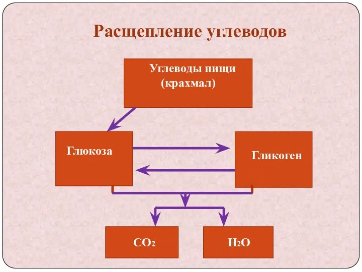 Расщепление углеводов Углеводы пищи (крахмал) Глюкоза Гликоген СО2 Н2О